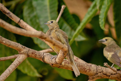 Low angle view of bird perching on tree