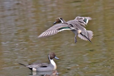 Birds flying over lake