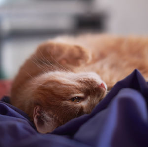 Close-up of a dog lying on bed