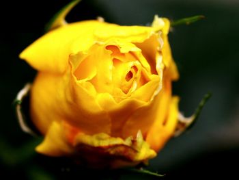 Close-up of yellow rose