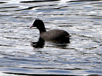 Close-up of duck swimming in lake