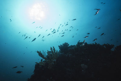 Low angle view of fish swimming in aquarium