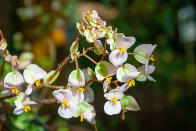 Close-up of white flowering plant