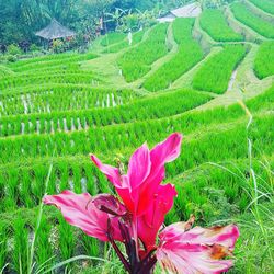 Scenic view of pink flower growing on field