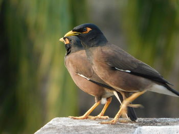 Close-up of bird perching on wood