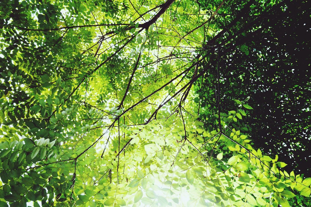 tree, branch, growth, low angle view, leaf, nature, green color, tranquility, forest, beauty in nature, full frame, backgrounds, lush foliage, day, outdoors, sunlight, no people, tree trunk, scenics, green