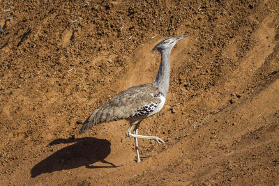 Shadow of bird on sand