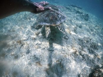 View of a turtle in the sea