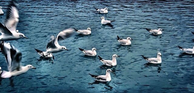 bird, animal themes, animals in the wild, water, wildlife, flock of birds, togetherness, medium group of animals, duck, lake, seagull, nature, waterfront, rippled, goose, swimming, sea, reflection, water bird