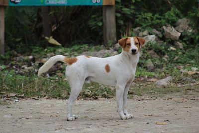 Portrait of dog standing on land