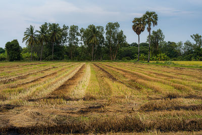 Scenic view of agricultural field against sky