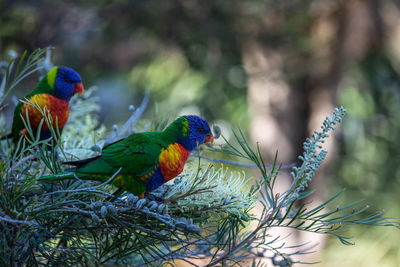 View of parrot perching on branch