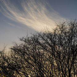 Low angle view of bare trees against sky