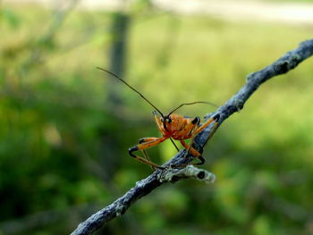 Close-up of insect on stem