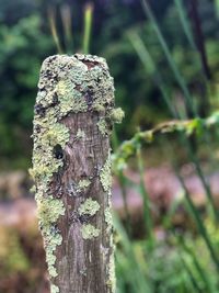 Close-up of lichen on tree stump