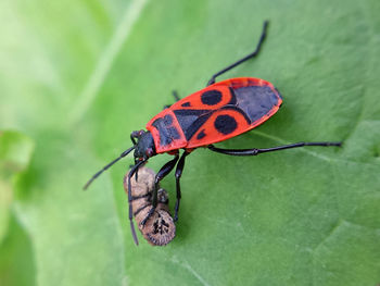 Close-up of bugs on leaf