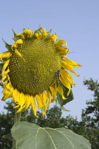 Close-up of yellow sunflower against sky