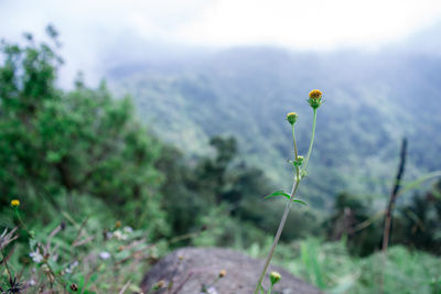 Close-up of flowering plant on field