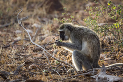 Monkey in forest