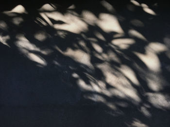 Close-up of shadow on tree