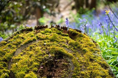Close-up of moss on tree in forest