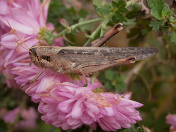 Close-up of insect on pink flower