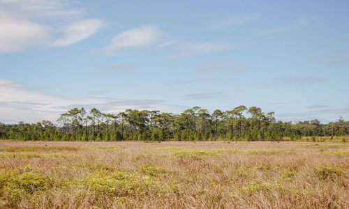 Scenic view of field against sky