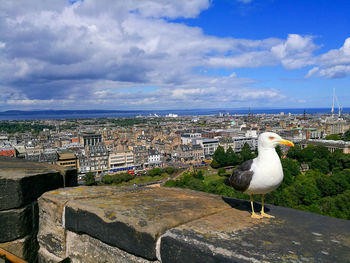 Seagull against sky in city