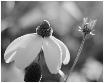 Close-up of flowering plant