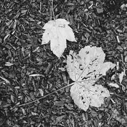 Close-up of leaves