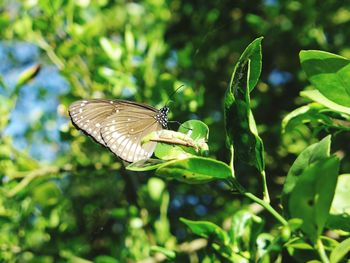 Close-up of butterfly on plant