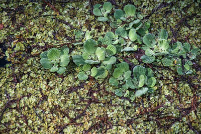 High angle view of plant growing on field