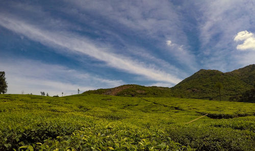 Scenic view of field against sky