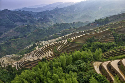 View of rice paddy