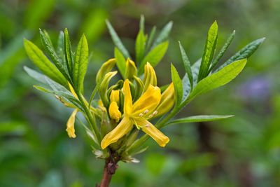 Close-up of yellow flowering plant