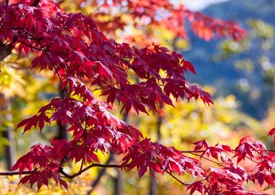 Low angle view of maple leaves on tree during autumn