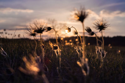 Close-up of flowers growing in field