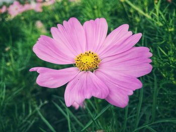 Close-up of pink cosmos flower blooming outdoors