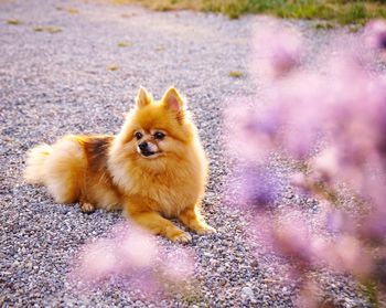 Portrait of small dog on land