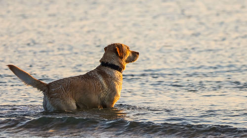 Dog looking away