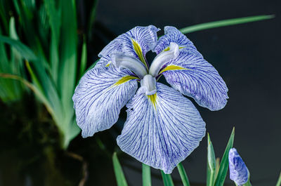 Close-up of purple iris flower