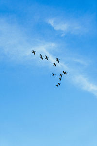 Low angle view of birds flying in sky