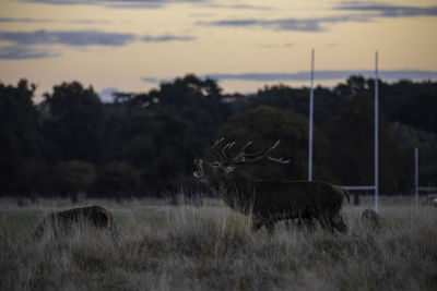 Stag bellowing on grassy field against sky during sunset