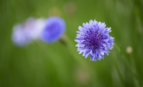 Close-up of purple flowers blooming