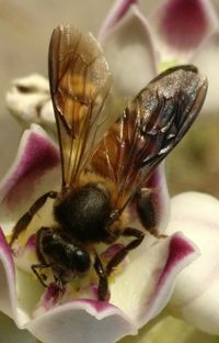 Close-up of bee on flower