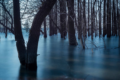 Trees on lake against sky