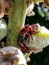 Close-up of butterfly pollinating on flower