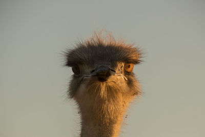 Close-up portrait of ostrich against clear sky