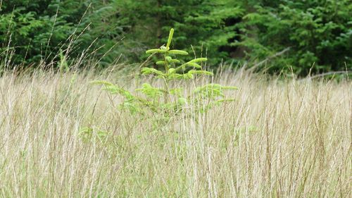 Plants growing on field