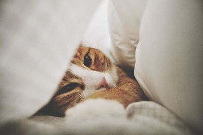 Close-up of cat resting on bed covered in blanket